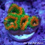 Rainbow Acan.jpg
