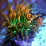 Rainbow Bubble Tips Anemone UFT.jpg