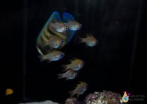 IMG_5243.jpg