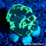 Kryptonite Mushroom OT FF.jpg
