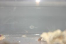 Eggs 001.jpg
