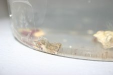 Eggs 003.jpg
