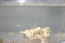 Eggs 002.jpg