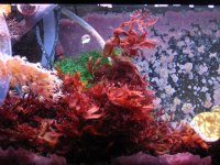 Red macroalgae.jpg