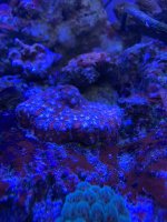 IMG_4436.jpeg