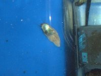 snail_wierd (3).jpg