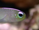 firefish.jpg