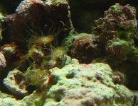 tentacles1-front-of-tank.jpg