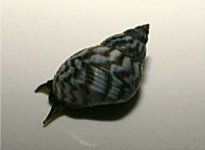 unidentified snail1.jpg