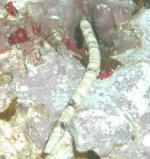 worm.jpg