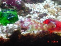 fish2.jpg