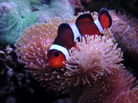 clown1000750.jpg