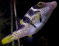 valentini_puffer.jpg