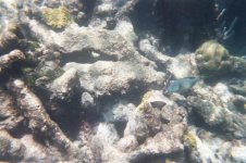 parrot fish (custom).jpg