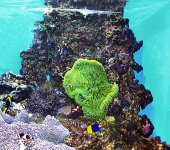 clownfish3_8_25_02.jpg