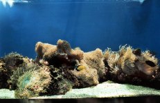 photo3_clownfish_tank_inside.jpg