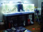 tank-almost-cycled-small.jpg