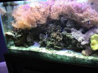 aquarium 015_small.jpg