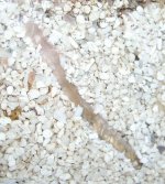 unknownworm-small.jpg