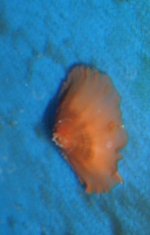 unknownmollusc.jpg