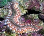 bristleworm_dec_contest.jpg