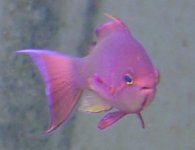 anthias-m.jpg