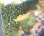 nudi.jpg
