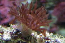 anemone_id.jpg