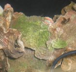 coralzoom.jpg