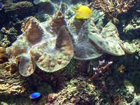 barrier reef 3 9-02-03.jpg