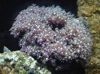 starpolyps.jpg
