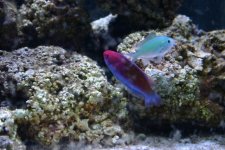 wrasse1.jpg
