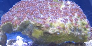 polyp3.jpg