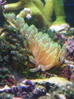 anemone 2_1.jpg