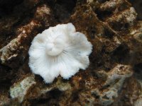anemone 2.jpg