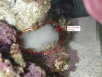 white jelly (small).jpg