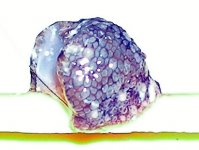 id 003.jpg