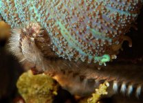 040131 d6655m bristle worm on mushroom 640x.jpg