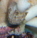 saltwater tank 005.jpg