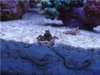 crusty crab.jpg