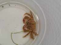 gorillacrab.jpg