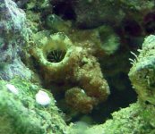 ascidian 5-2-04 mld.jpg