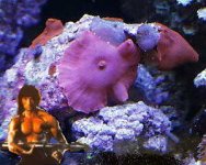 ramboshroom.jpg