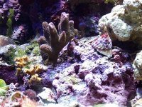 purple montipora.jpg