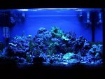 full tank actinic.jpg