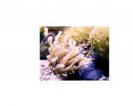 anemone003a.jpg