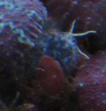 fuzzy.jpg