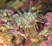 anemone.jpg