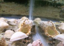 100_2437.jpg