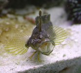 2651296.blenny2.jpg